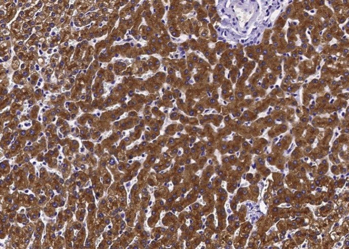 Recombinant ASGR2/ASGPR2 Monoclonal Antibody - small - 3