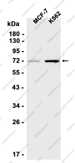 Recombinant SAMHD1 Monoclonal Antibody - 1