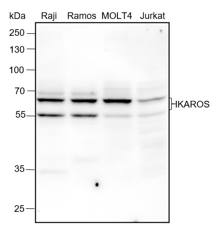 Recombinant IKAROS Monoclonal Antibody-searchlist-1