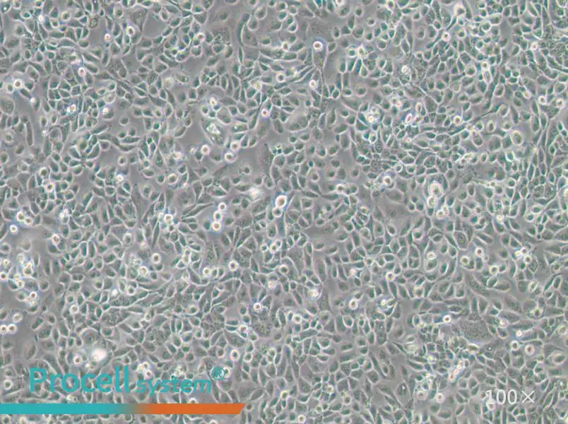 VK2/E6E7 Cell Complete Medium - 3