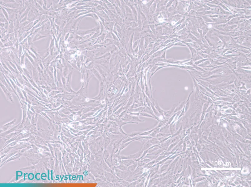 MC3T3-E1 Subclone 24 Cell Complete Medium - 3