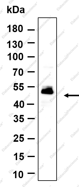 Recombinant C9orf167 Monoclonal Antibody - 1