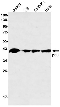 Western blot detection of p38 in Jurkat,C6,CHO-K1,Hela cell lysates using p38 Rabbit mAb(1:500 diluted).Predicted band size:41kDa.Observed band size:41kDa.