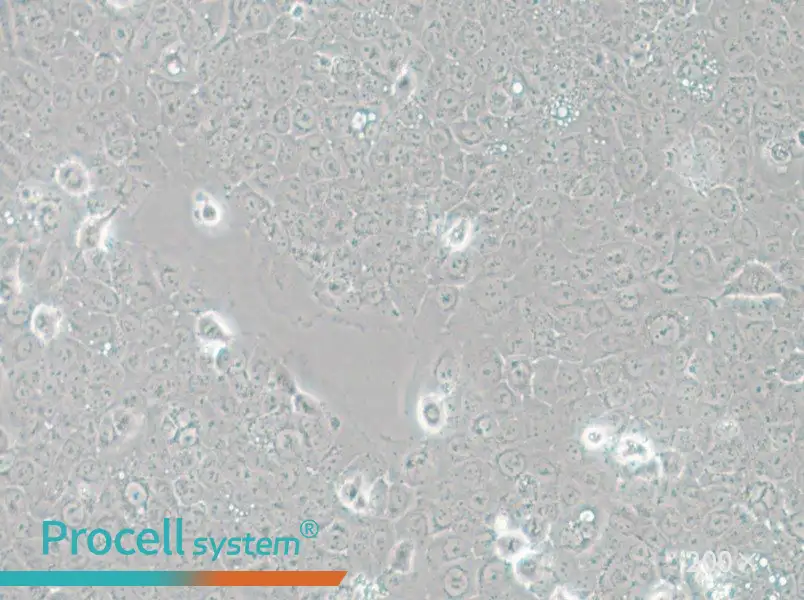 TE-12 Cell Complete Medium - 4