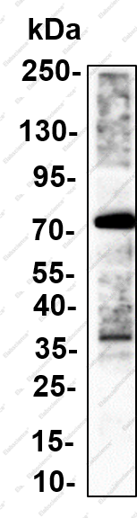 Recombinant ABCG2 Monoclonal Antibody - 1