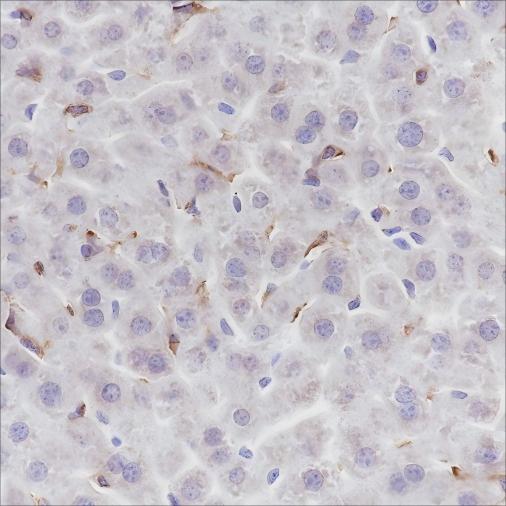 Recombinant F4/80 Monoclonal Antibody-searchlist-1