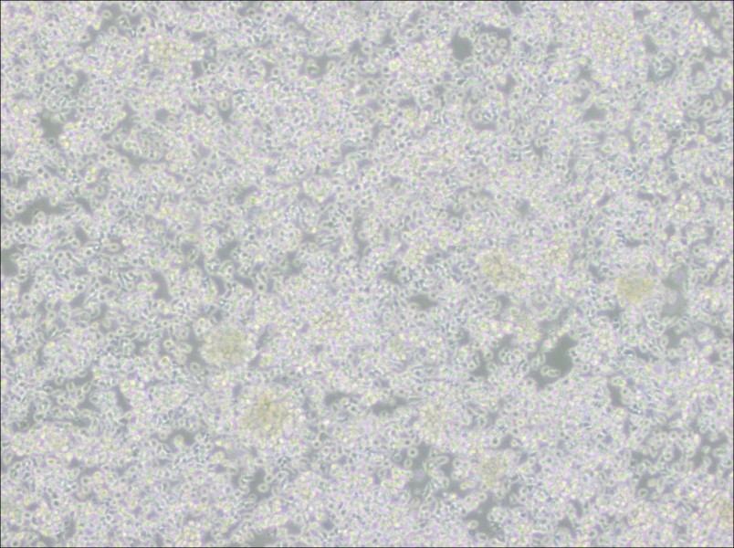 HMy2.CIR Cell Complete Medium-searchlist-1