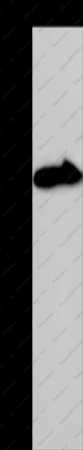 KCNG4 Polyclonal Antibody - 1