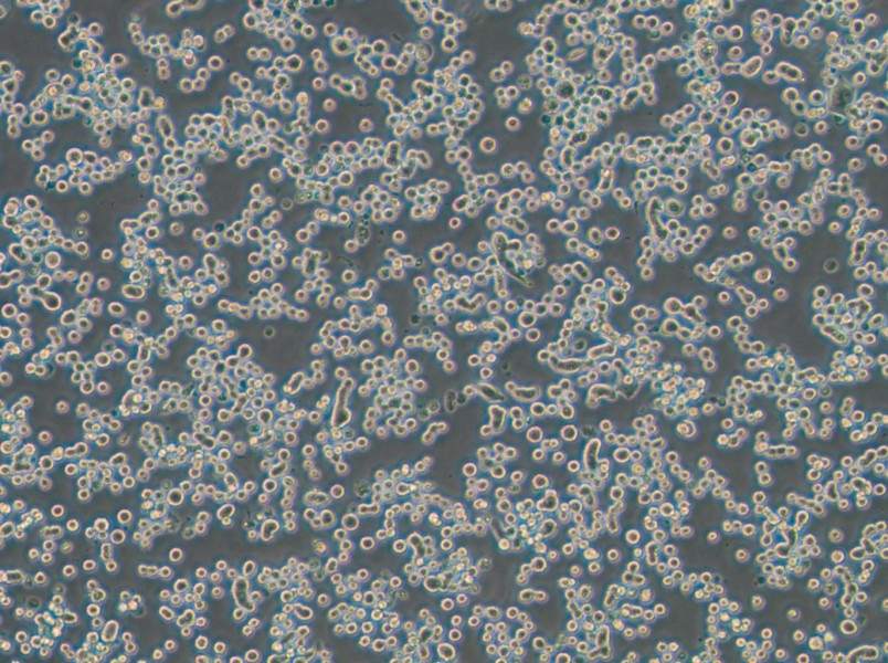 MDA-MB-134-VI (DMEM) Cell Complete Medium-searchlist-1