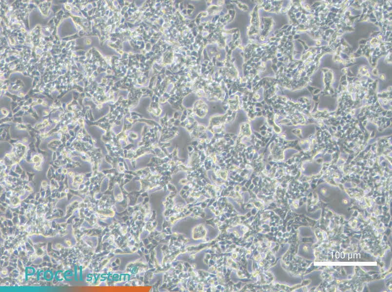 RL95-2RL95-2 - 3