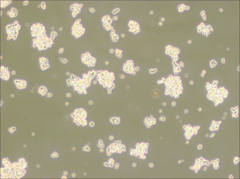 NCI-H146 [H146] Cell Complete Medium-searchlist-1