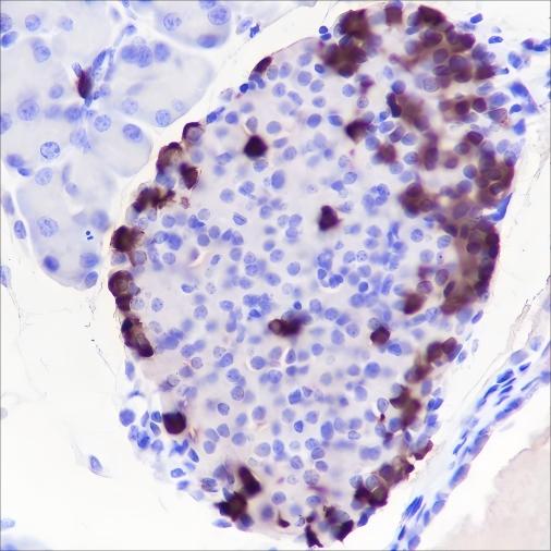 Recombinant GLP-1 Monoclonal Antibody - 3