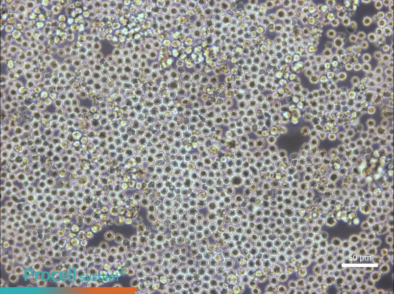 PK136 Cell Complete MediumPK136 Cell Complete Medium - 3