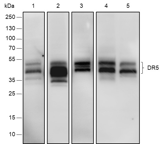 Recombinant DR5 Monoclonal Antibody - small - 1