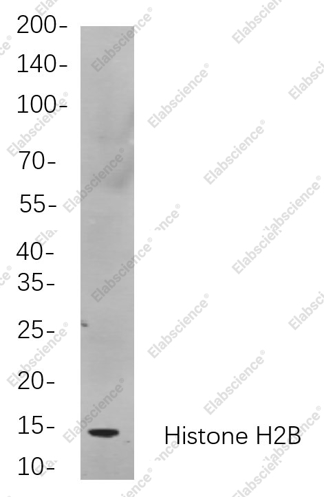 Recombinant Histone H2B Monoclonal Antibody - 1
