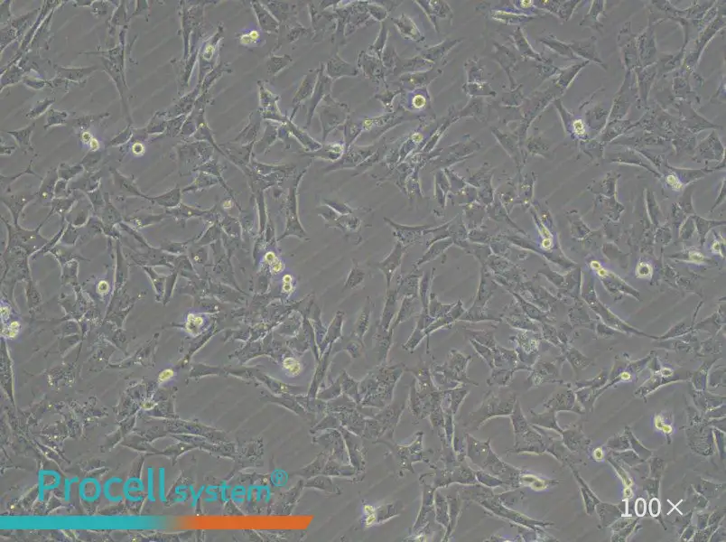 HTh-7 Cell Complete Medium - 3