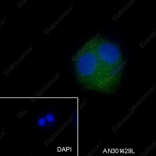 Recombinant ALDH1L1 Monoclonal Antibody - 4