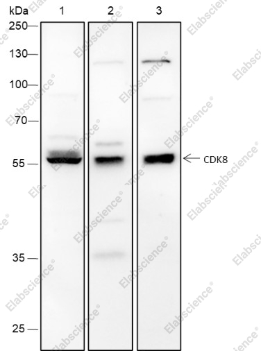 Recombinant CDK8 Monoclonal Antibody - 1