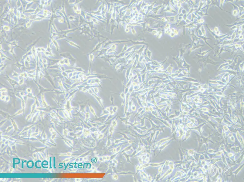 OMM-1 Cell Complete Medium - 2