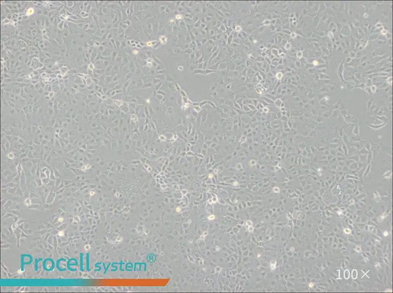 HaK Cell Complete MediumHaK Cell Complete Medium - 3