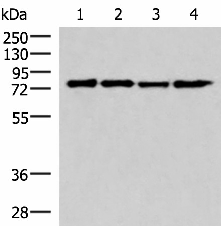 Western blot analysis of 293T cell lysates  using AKAP17A Polyclonal Antibody at dilution of 1:650