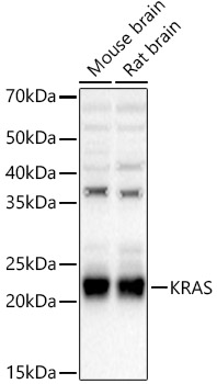 Western blot analysis of various lysates using KRAS Polyclonal Antibody at 1:3000 dilution.