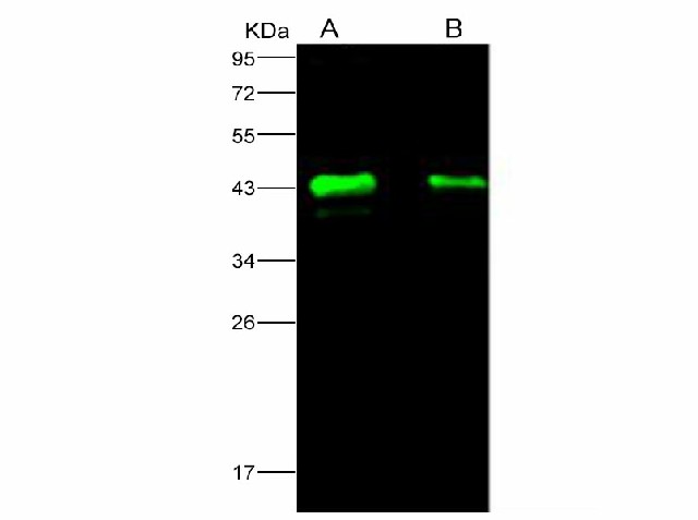 Western Blot analysis of cell lysate with 30ug and 15ug using Anti-Ebola virus EBOV(subtype Zaire, strain H.sapiens-wt/GIN/2014/Kissidougou-C15) Matrix protein VP40 Monoclonal Antibody at dilution of 1:1000.