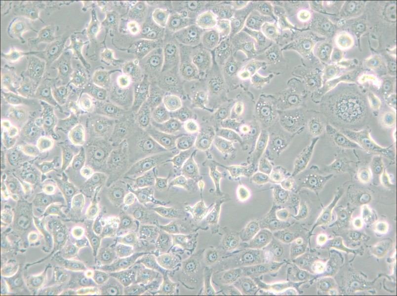 LLC-MK2 Cell Complete Medium - 4