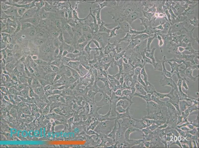 PA-1 Cell Complete Medium - small - 4