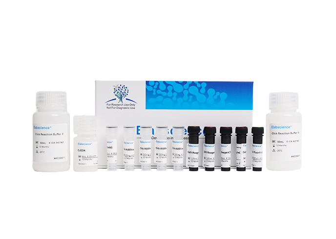 E-Click EdU Cell Proliferation Imaging Assay Kit (Red, Elab Fluor® 594)
