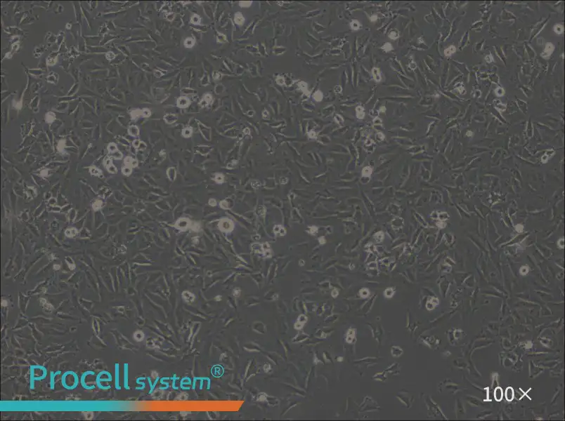 LN-18 Cell Complete Medium - 1