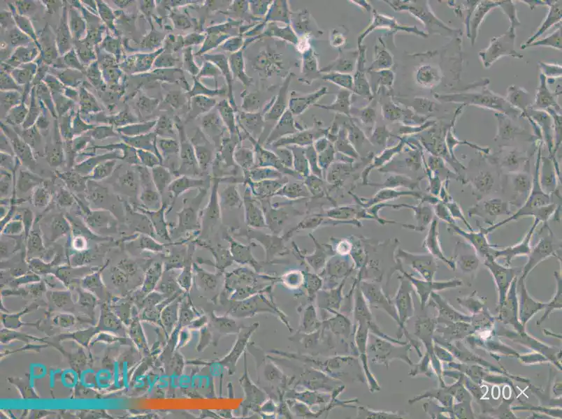 COLO 699 Cell Complete Medium - 4