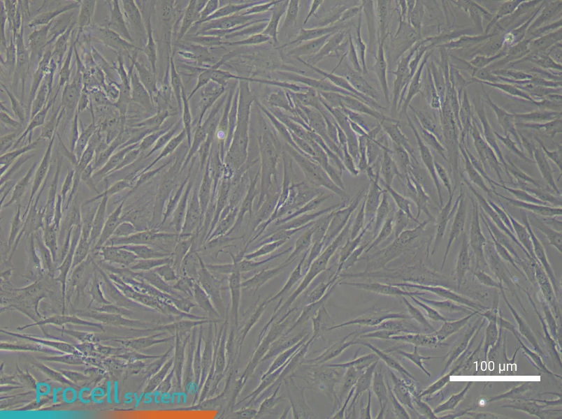 Human Dermal Fibroblast Complete MediumHuman Dermal Fibroblast Complete Medium - 3