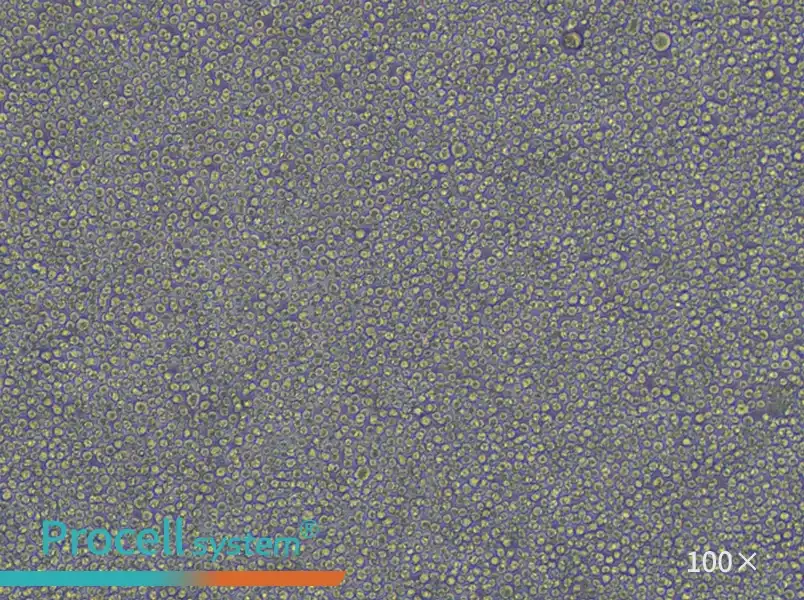 HL-60 Cell Complete Medium - 1