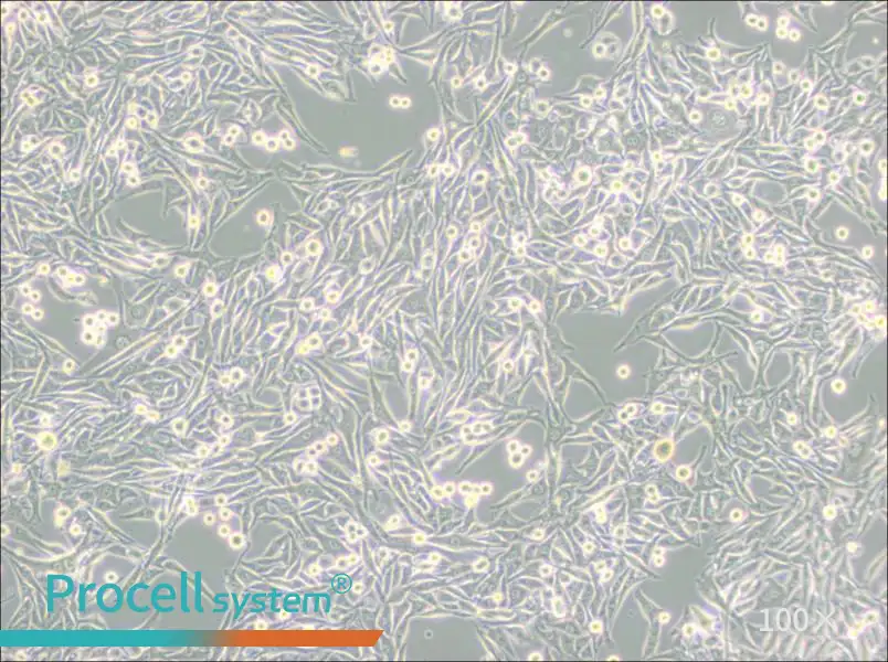 HMY-1 Cell Complete Medium - 2
