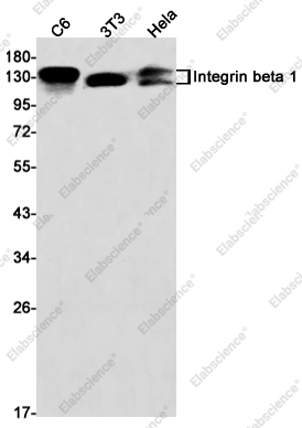 Recombinant Integrin beta 1 Monoclonal Antibody - 1
