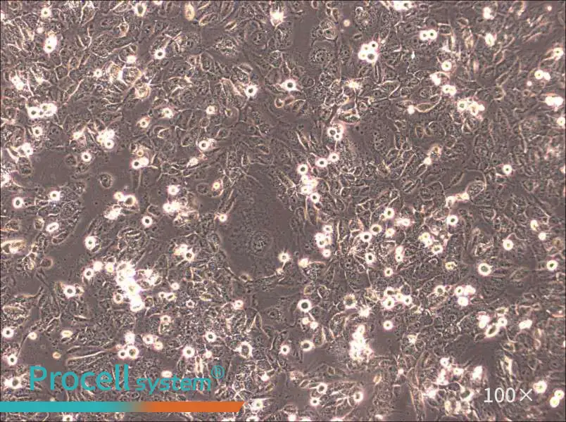 HTh83 Cell Complete MediumHTh83 Cell Complete Medium - 2