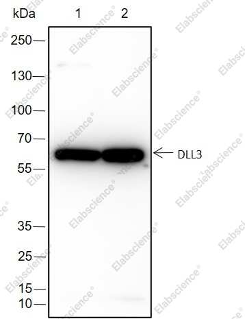 Recombinant DLL3 Monoclonal Antibody - 1