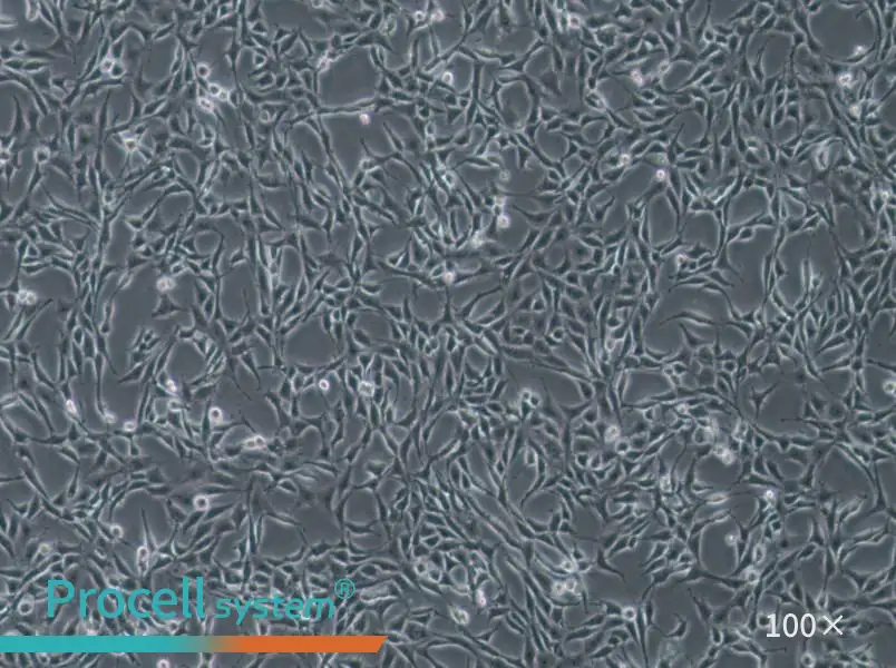 B104 Cell Complete Medium - 3