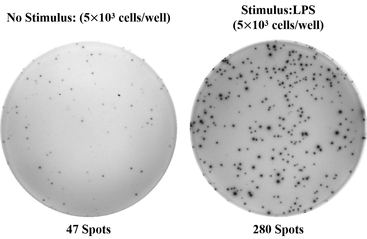 Human TNF-α (Tumor Necrosis Factor Alpha) ELISPOT Kit-1