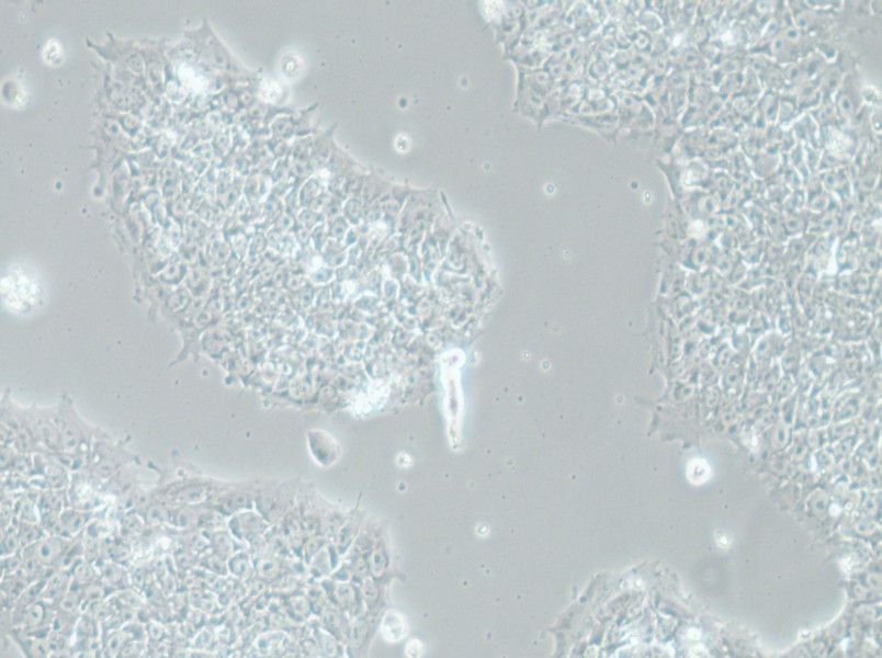 H1 Cell Complete Medium - 5