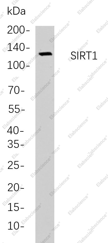 Recombinant SIRT1 Monoclonal Antibody - 1
