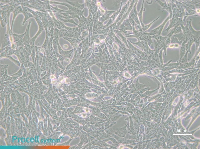 Panc02 Cell Complete Medium - small - 4