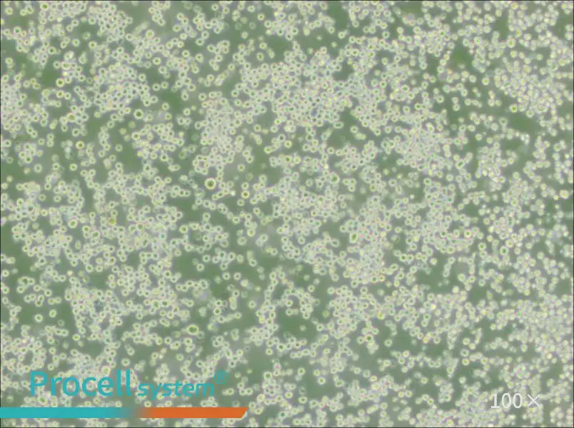 35.1 Cell Complete Medium - 3