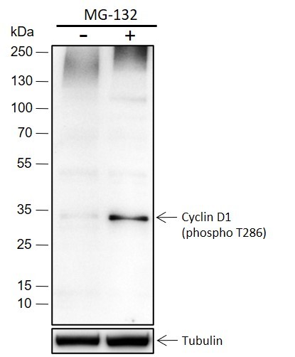 Recombinant Phospho-Cyclin D1 (Thr286) Monoclonal Antibody-searchlist-1