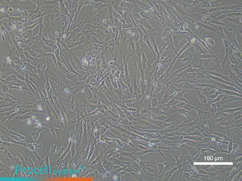 Human Umbilical Cord Mesenchymal Stem Cell Complete Medium - 1