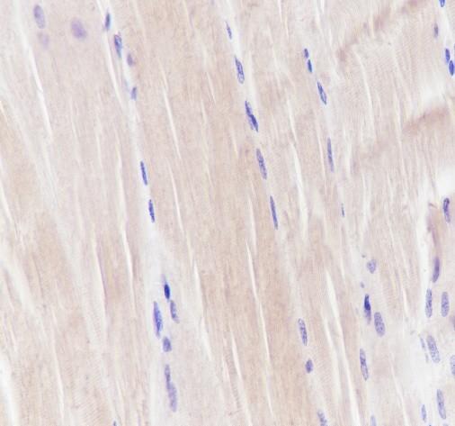 Recombinant Pan-Actin Monoclonal Antibody - 3