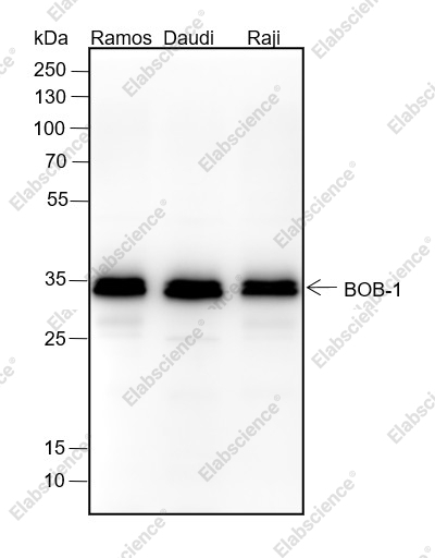 Recombinant BOB-1 Monoclonal Antibody - 1