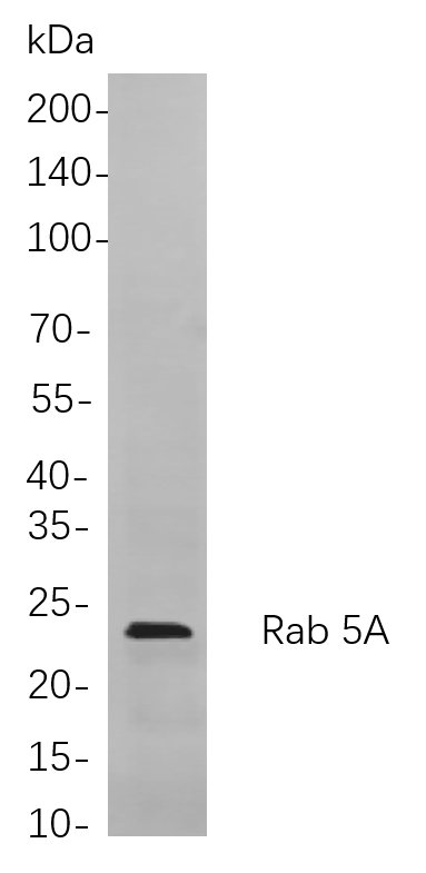 Recombinant Rab 5A Monoclonal Antibody-searchlist-1