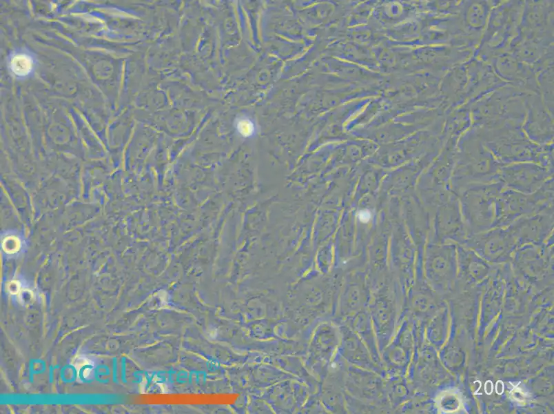 SW579 [SW-579] (L15) Cell Complete Medium - 6